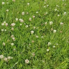Species Rich Wildflower